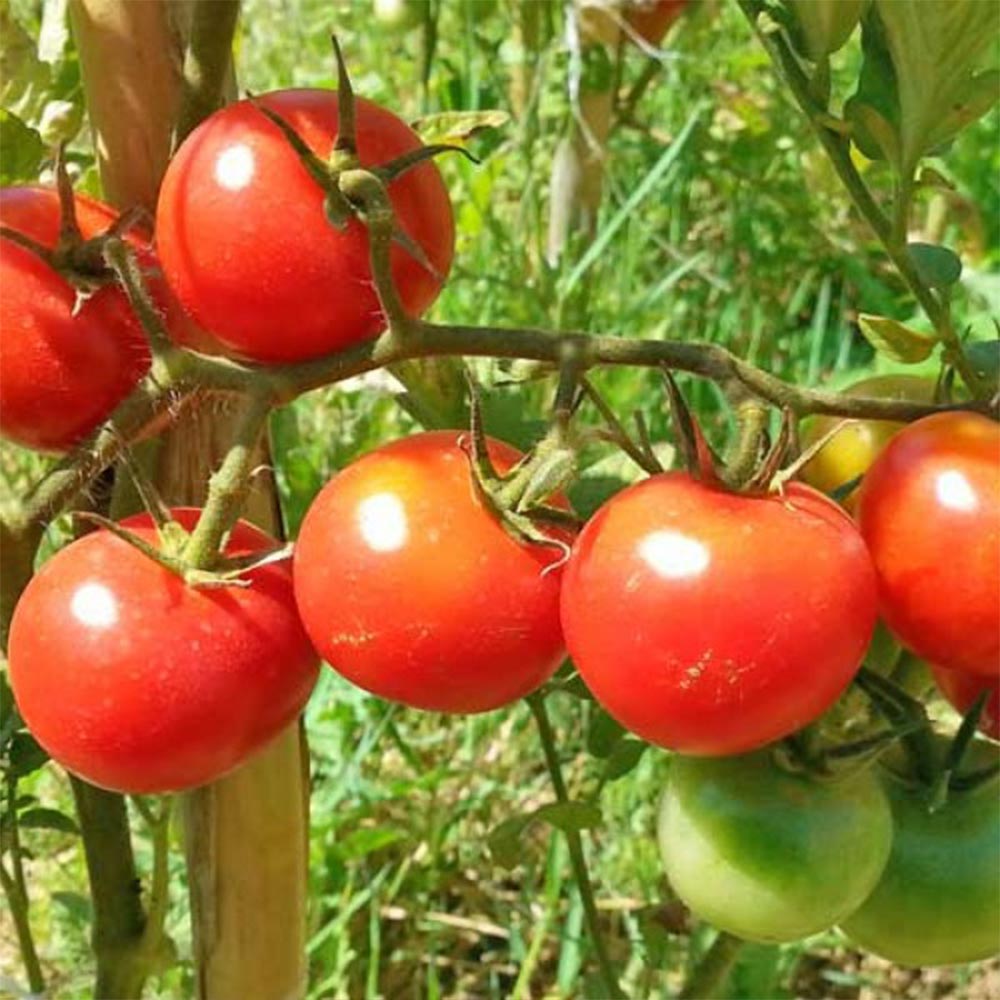 フルティカ・フルーツトマト 接ぎ木苗(中玉トマト)2個～【野菜 接木苗9cmポット】