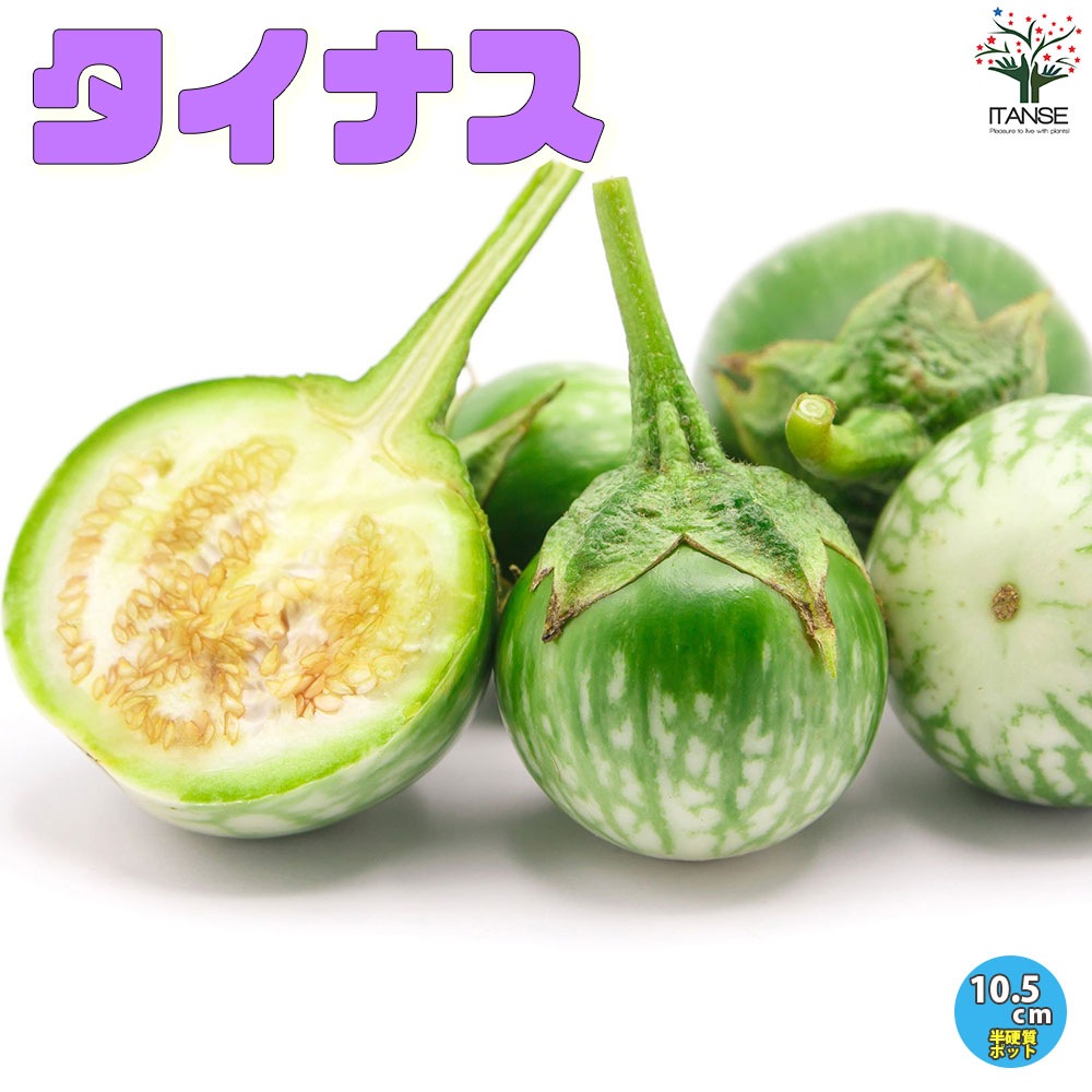 タイナスの苗 2個～【野菜の苗 10.5cmポット 自根苗】｜ 【植物の