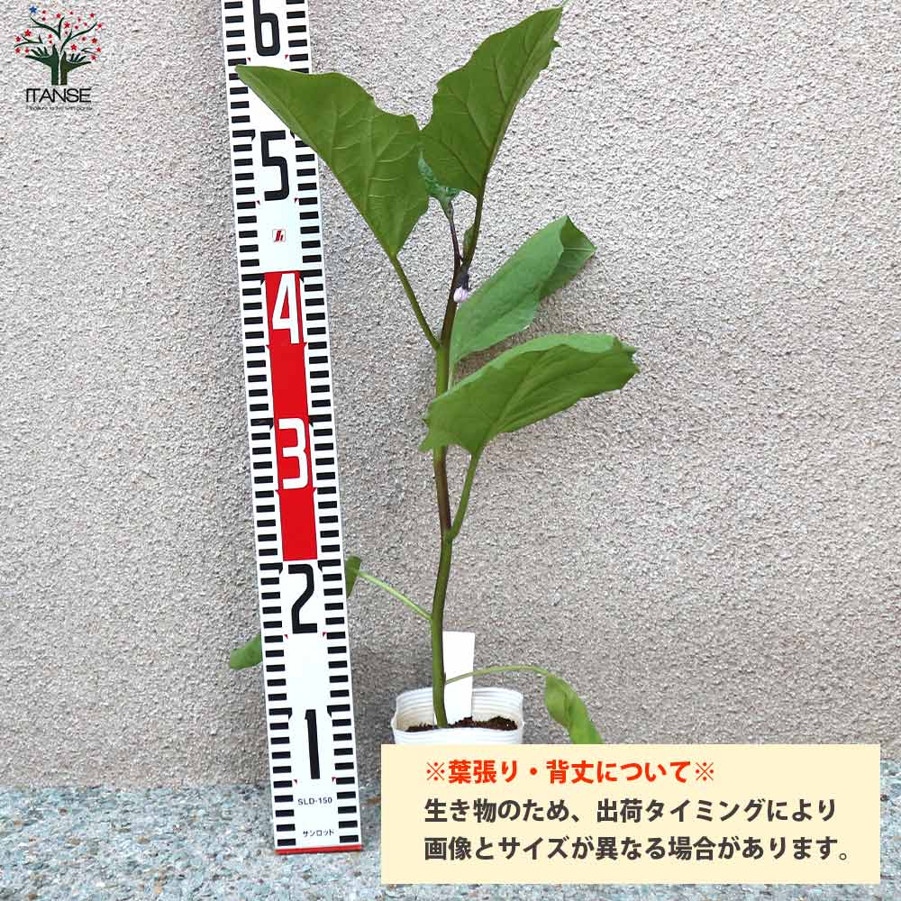 タイナスの苗 2個~【野菜の苗 10.5cmポット 自根苗】
