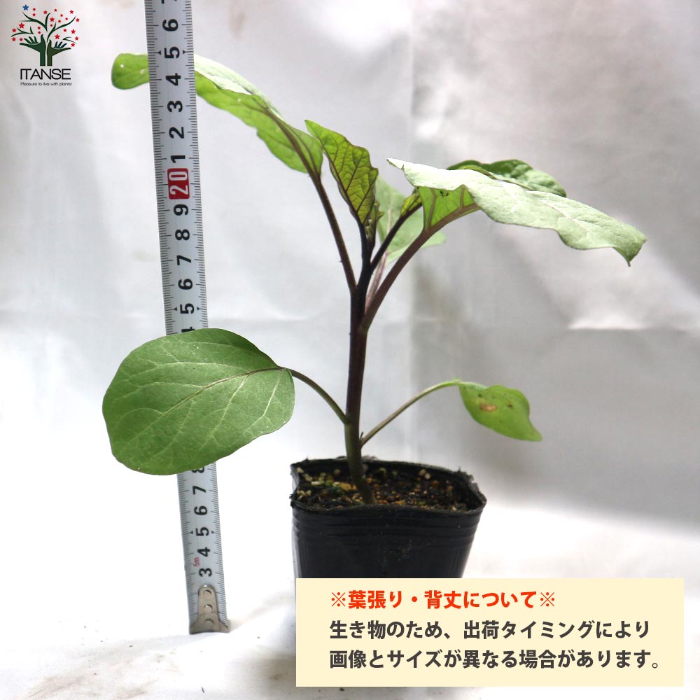 タイナスの苗 2個~【野菜の苗 10.5cmポット 自根苗】