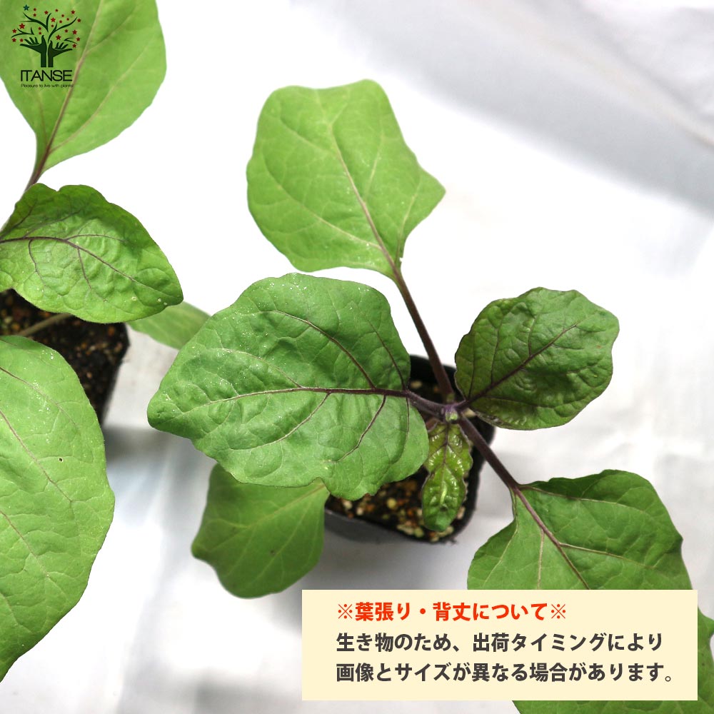 タイナスの苗 2個~【野菜の苗 10.5cmポット 自根苗】