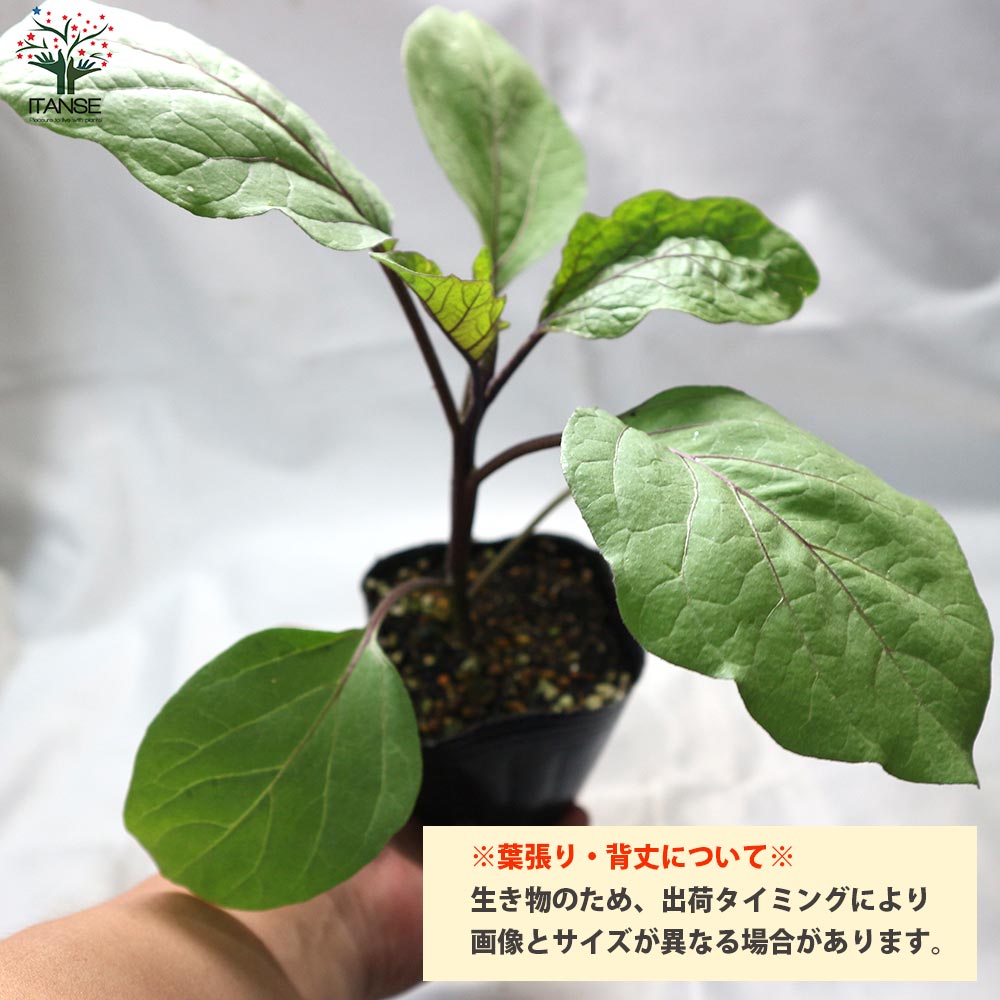 タイナスの苗 2個~【野菜の苗 10.5cmポット 自根苗】