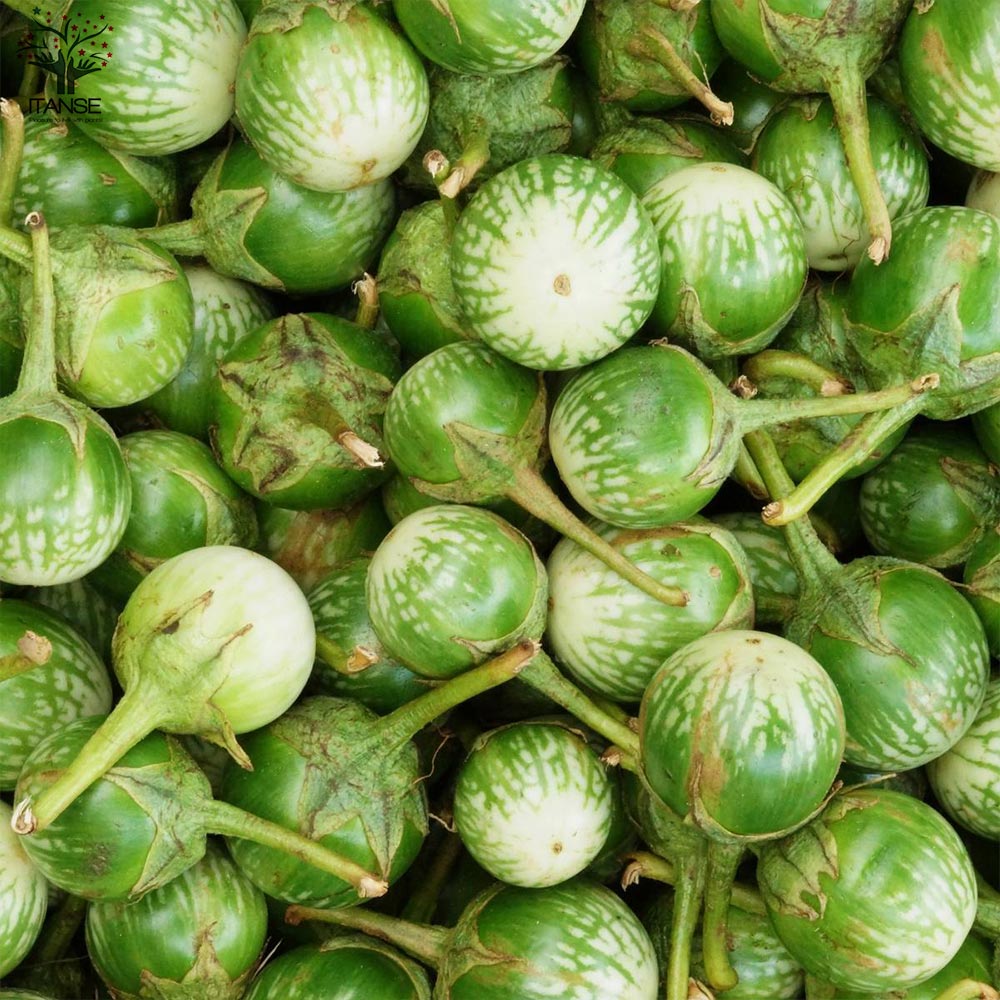 タイナスの苗 2個~【野菜の苗 10.5cmポット 自根苗】