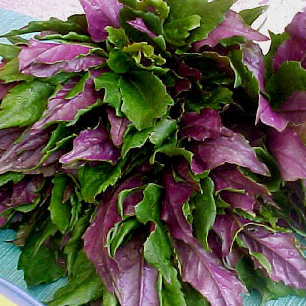 金時草(きんじそう・水前寺菜)【野菜苗9cmポット／3個セット】