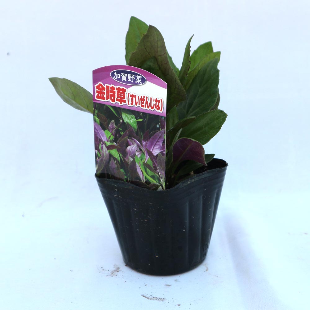 金時草(きんじそう・水前寺菜)【野菜苗9cmポット／3個セット】