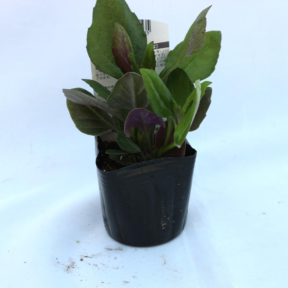 金時草(きんじそう・水前寺菜)【野菜苗9cmポット／3個セット