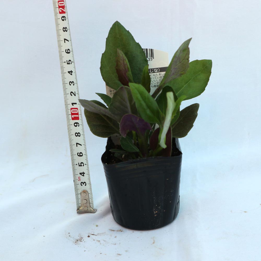 金時草(きんじそう・水前寺菜)【野菜苗9cmポット／3個セット