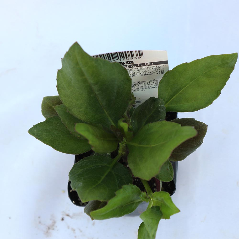 金時草(きんじそう・水前寺菜)【野菜苗9cmポット／3個セット】