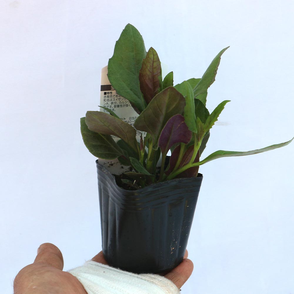 金時草(きんじそう・水前寺菜)【野菜苗9cmポット／3個セット】