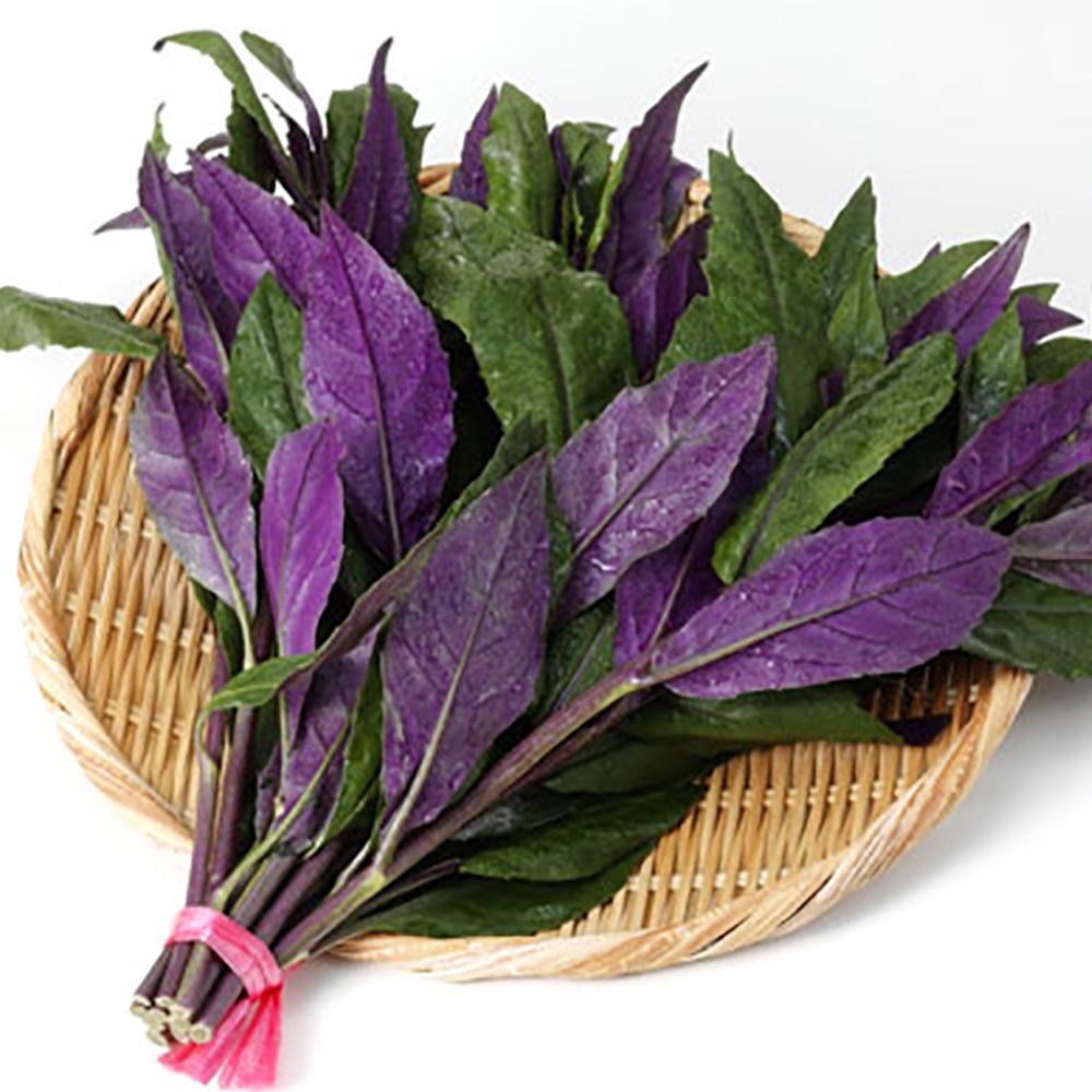 金時草(きんじそう・水前寺菜)【野菜苗9cmポット／3個セット】