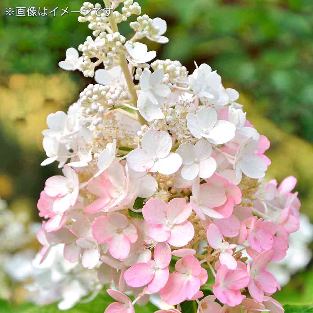 ハイドランジア ピンキーウィンキー 【庭木 7号鉢／1個売り】｜ 【植物