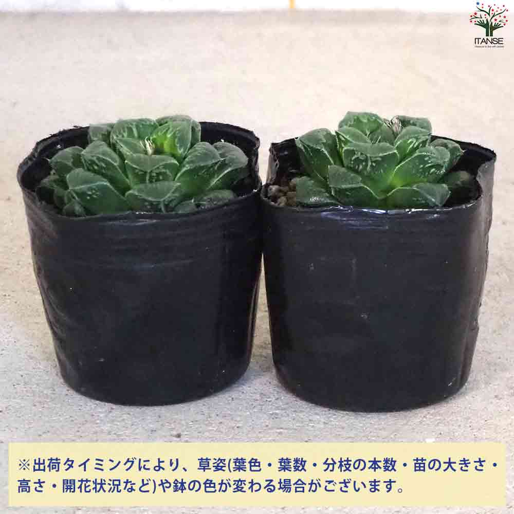 ハオルチア ピグマニア 【多肉植物 3号ポット／1個売り】｜ 【植物の