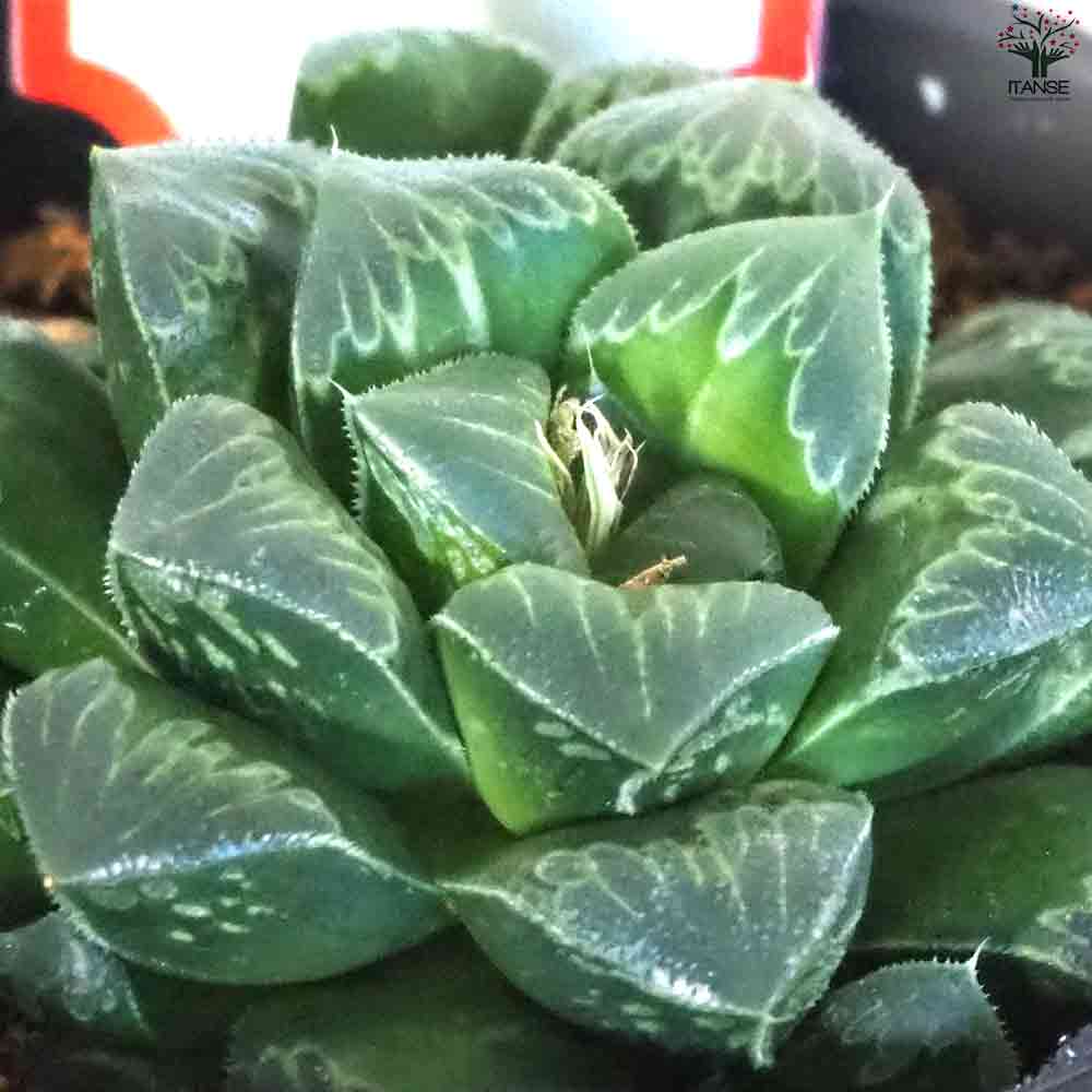 ハオルチア ピグマニア 【多肉植物 3号ポット／1個売り】｜ 【植物の