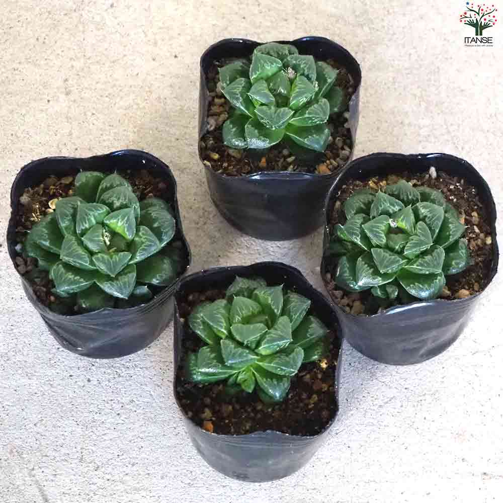 ハオルチア ピグマニア 【多肉植物 3号ポット／1個売り】｜ 【植物の