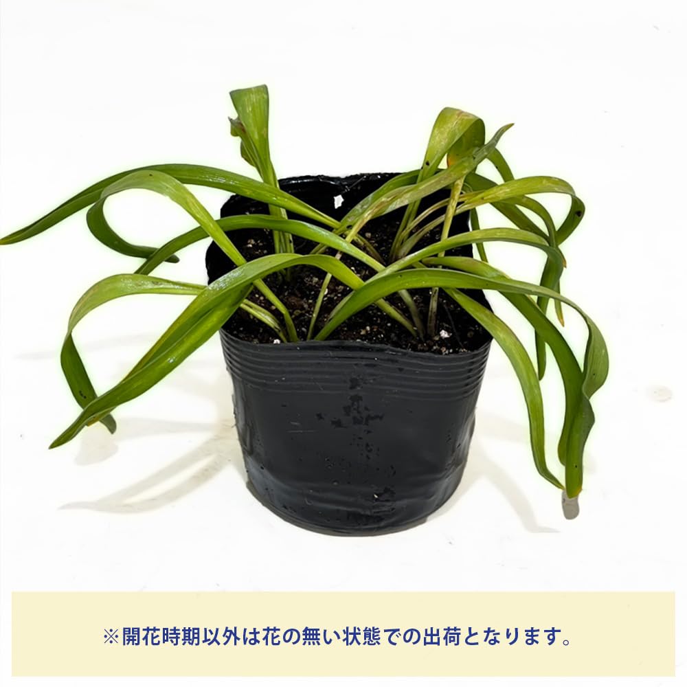 ムスカリ ダブルマジック【花苗 3.5号】｜ 【植物のITANSE】全品