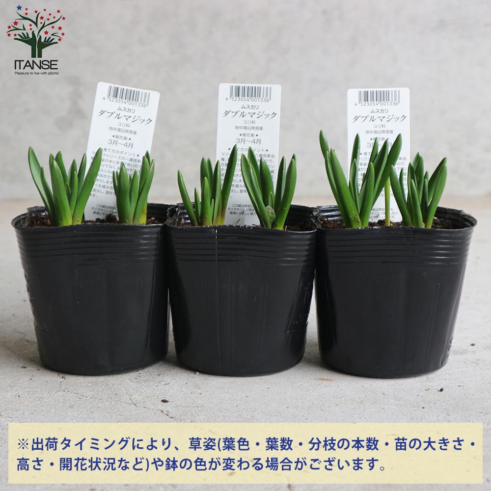 ムスカリ ダブルマジック【花苗 3.5号】｜ 【植物のITANSE】全品