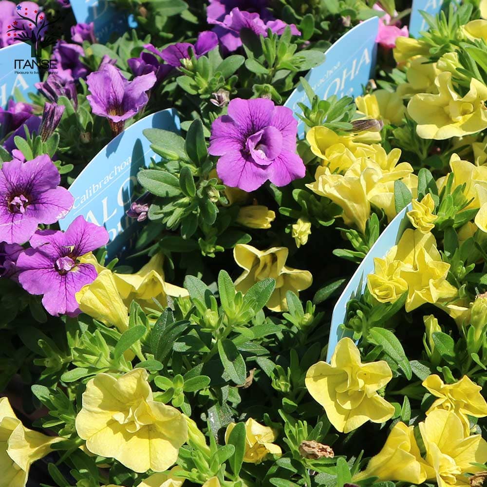 八重咲きカリブラコア・アロハダブル 色ミックス見計らいセット2個 八重咲きカリブラコア・アロハダブル 色ミックス見計らいセット2個