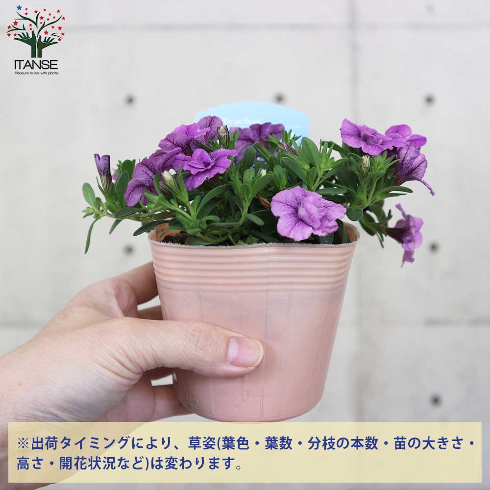 八重咲きカリブラコア・アロハダブル 色ミックス見計らいセット2個