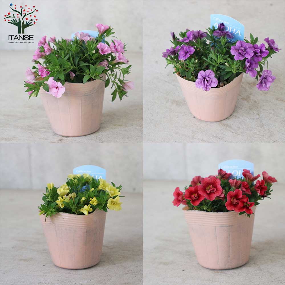 八重咲きカリブラコア・アロハダブル 色ミックス見計らいセット2個