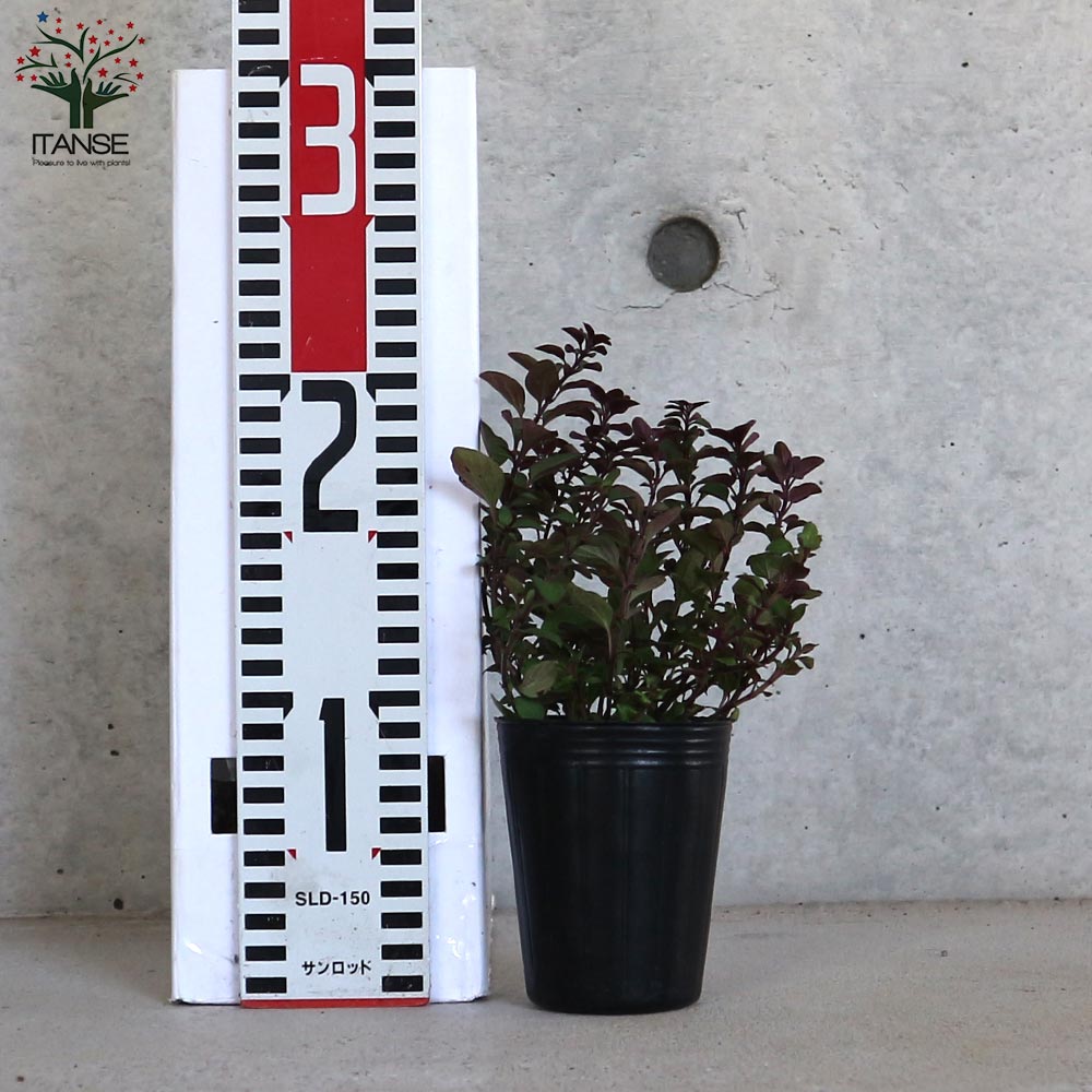 オレガノ ヘレンハウゼン ハーブ【花苗 2.5号ポット】