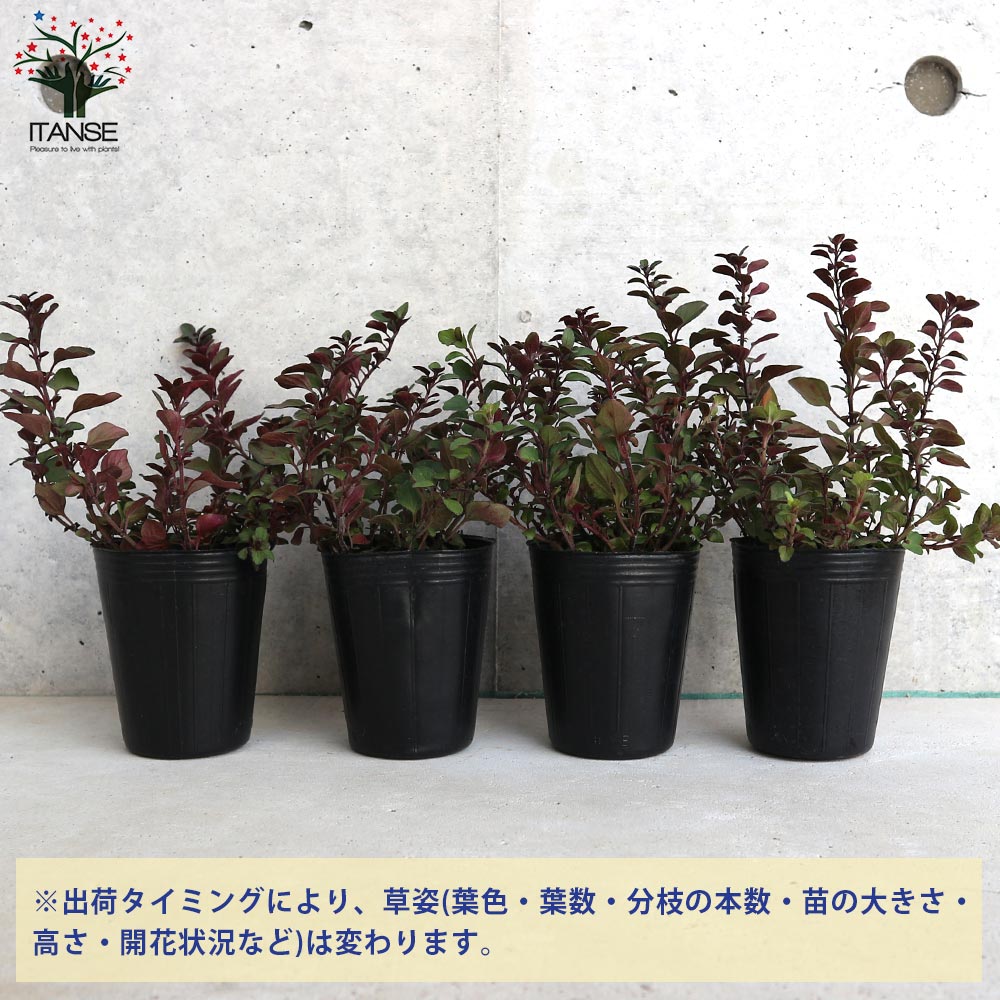 オレガノ ヘレンハウゼン ハーブ【花苗 2.5号ポット】