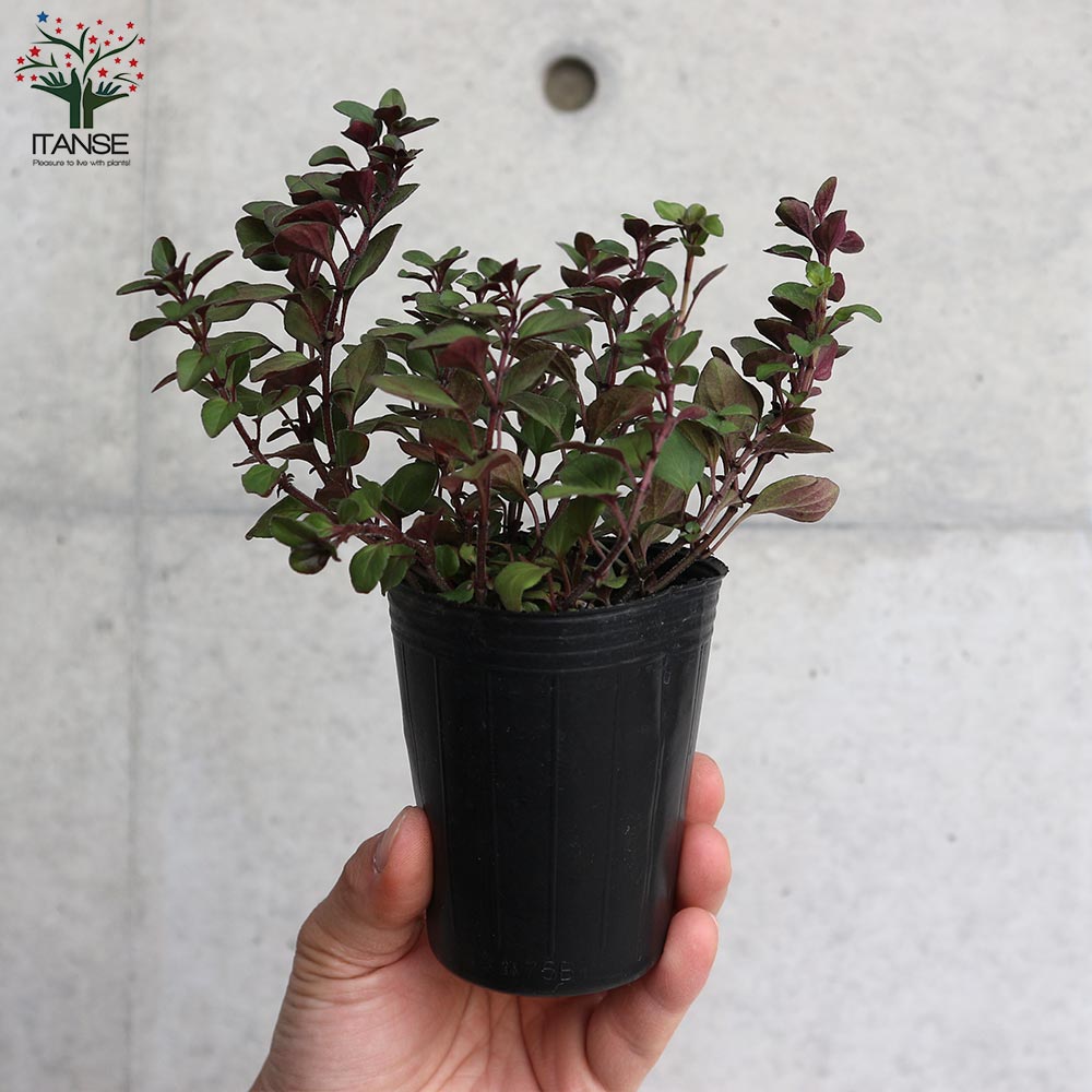 オレガノ ヘレンハウゼン ハーブ【花苗 2.5号ポット】