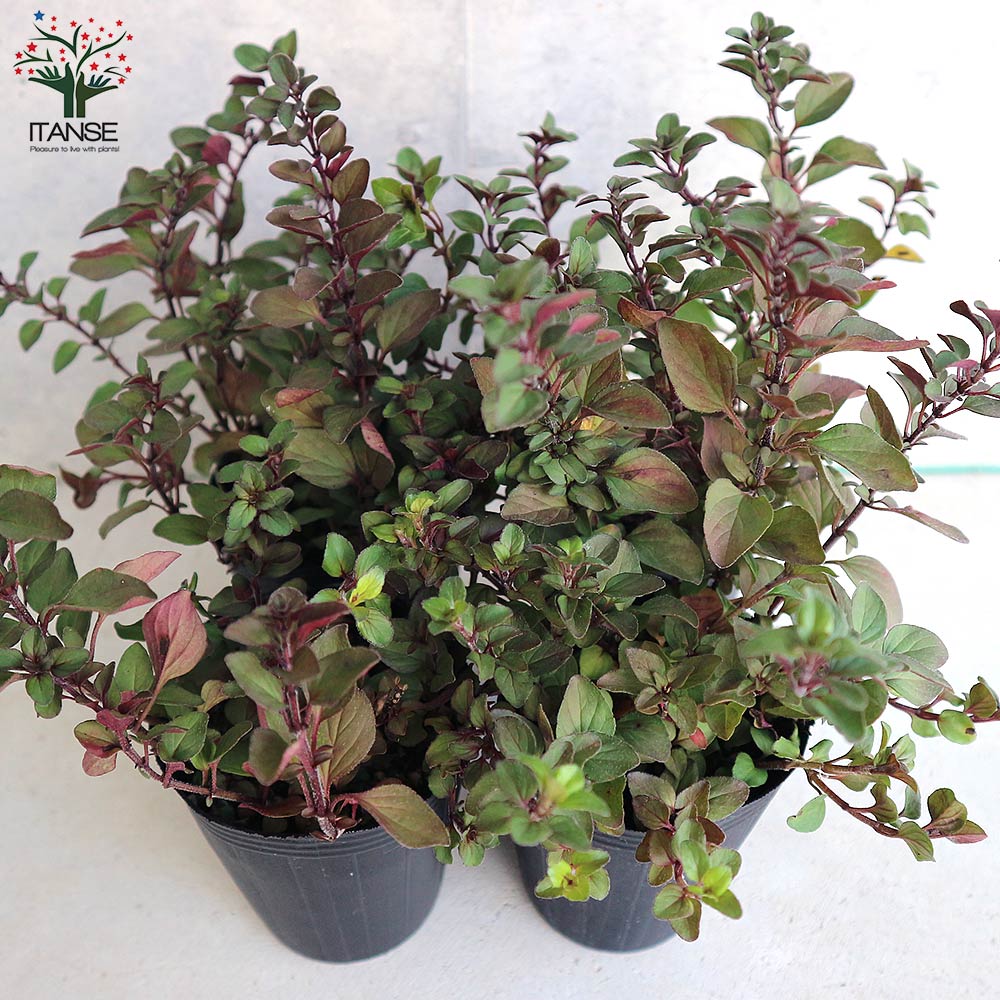 オレガノ ヘレンハウゼン ハーブ【花苗 2.5号ポット】