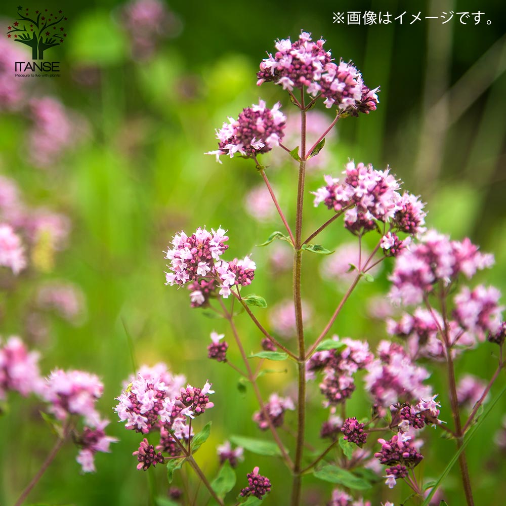 オレガノ ヘレンハウゼン ハーブ【花苗 2.5号ポット】