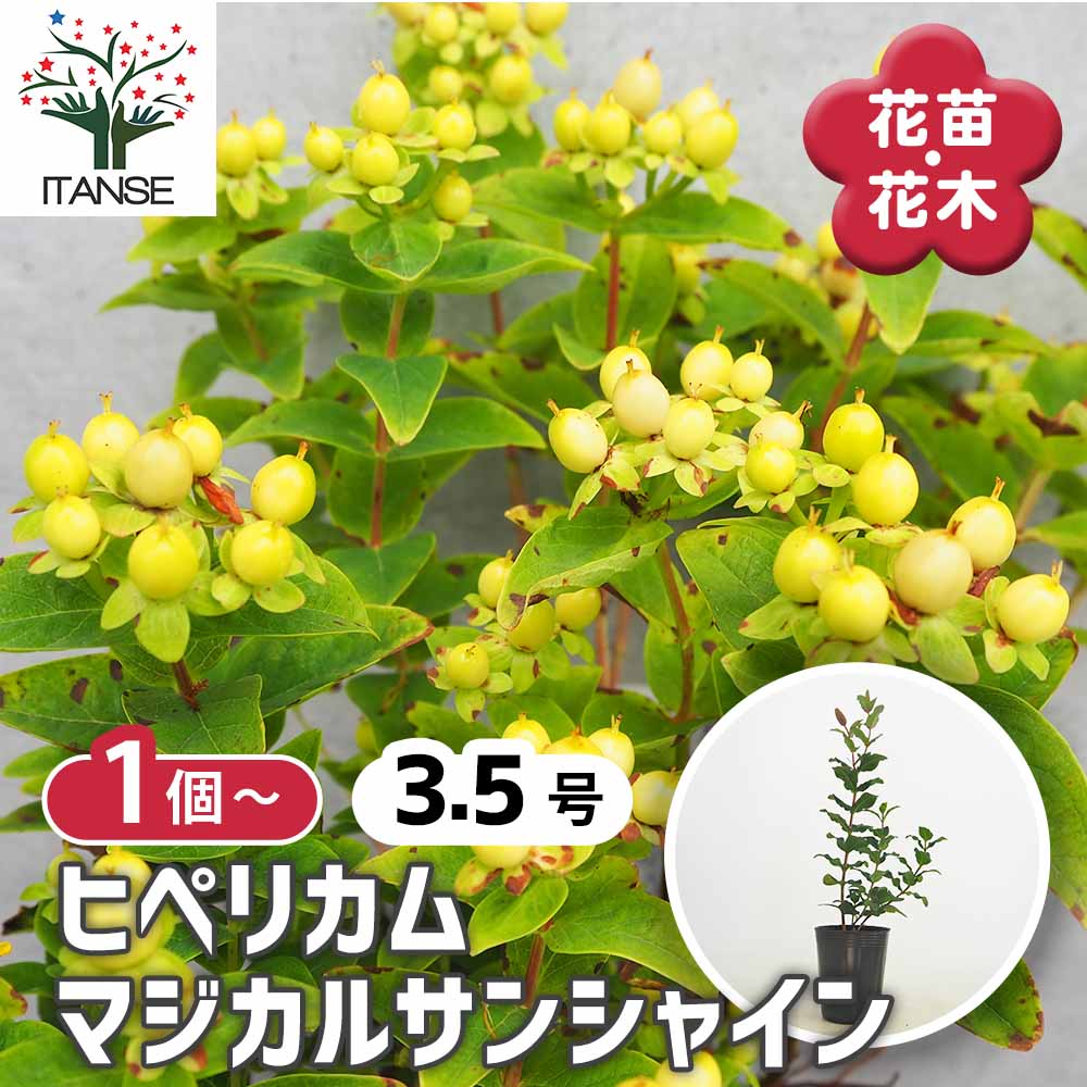 ヒペリカム マジカルサンシャイン【花苗 3.5号ポット】｜ 【植物の