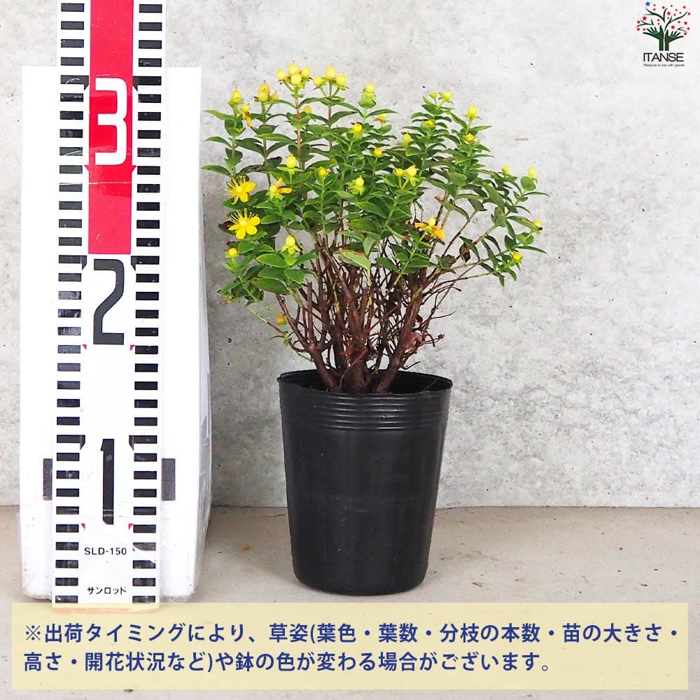 ヒペリカム マジカルサンシャイン【花苗 3.5号ポット】｜ 【植物の