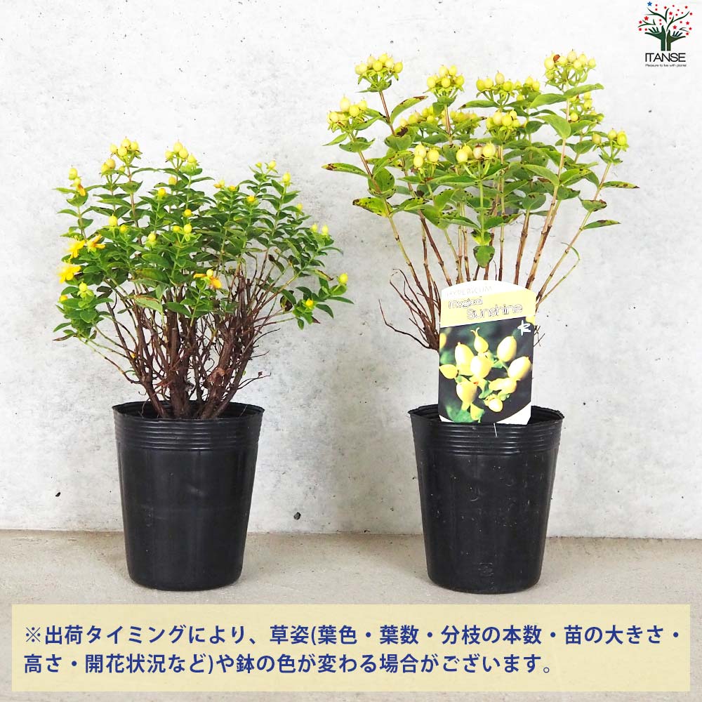ヒペリカム マジカルサンシャイン【花苗 3.5号ポット】｜ 【植物の