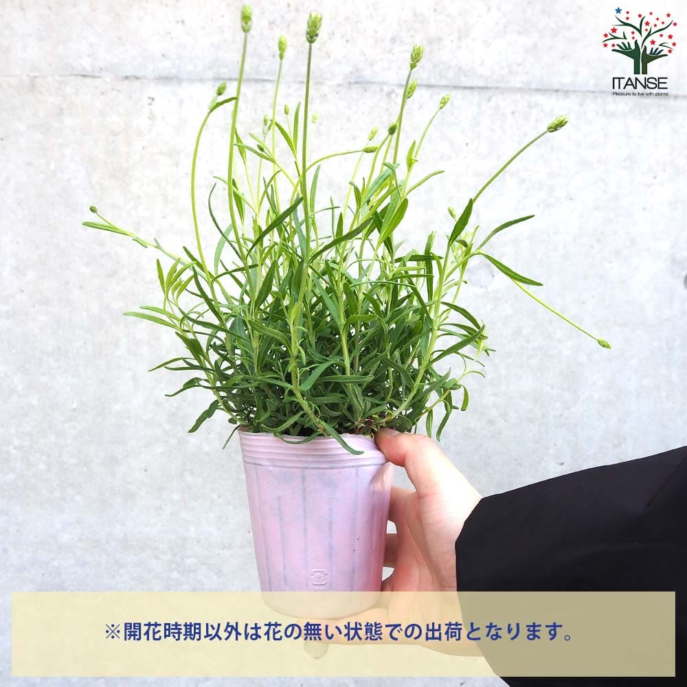 イングリッシュラベンダー アヴィニョン・アーリーブルー【ハーブの苗