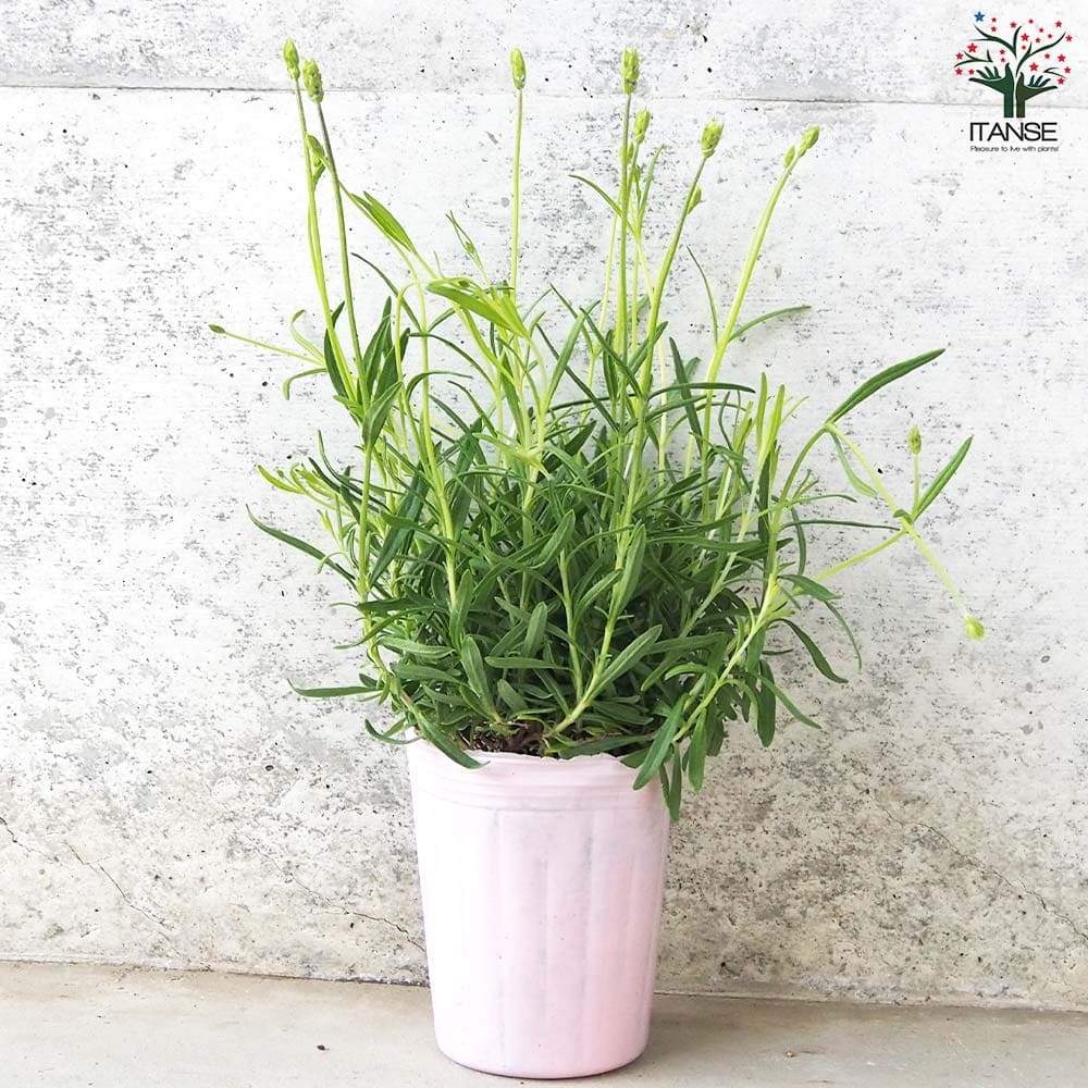 イングリッシュラベンダー アヴィニョン・アーリーブルー【ハーブの苗