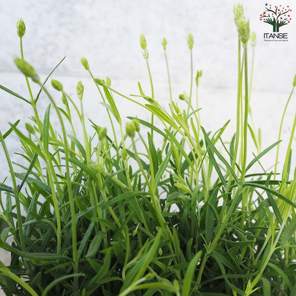 イングリッシュラベンダー アヴィニョン・アーリーブルー【ハーブの苗