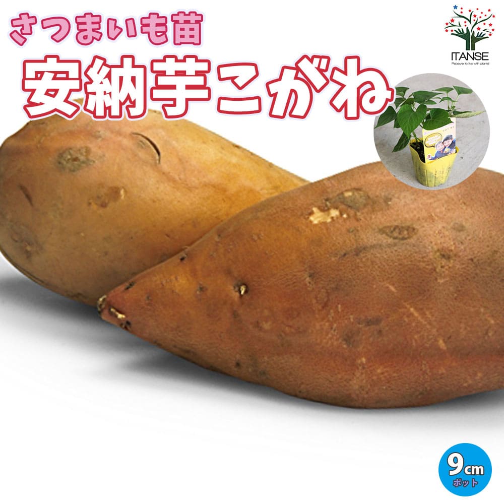 【まる】さつまいもの苗 安納芋 送料込 まる様専用】さつまいもの苗 安納芋 送料込 根菜・豆類・もやし