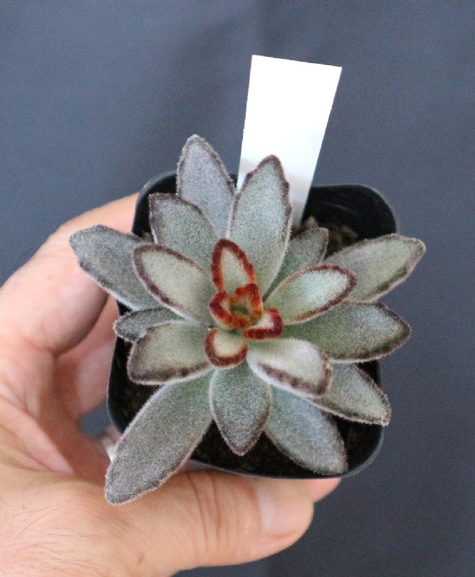 181円 日本未発売 黒兎耳 2寸ポット カランコエ 弁慶草科 多肉