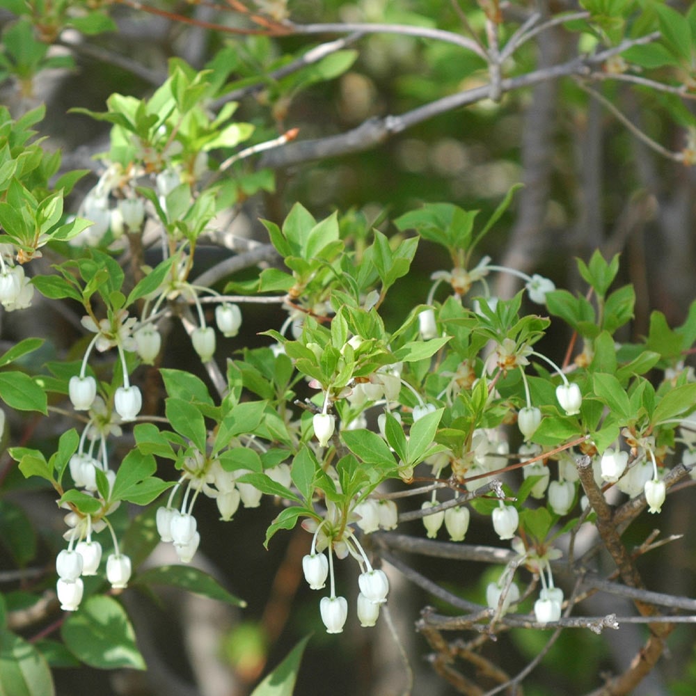 ブルーベリー苗木 「ブルーレイ」ハイブッシュ系【果樹の苗木 9cmポット】