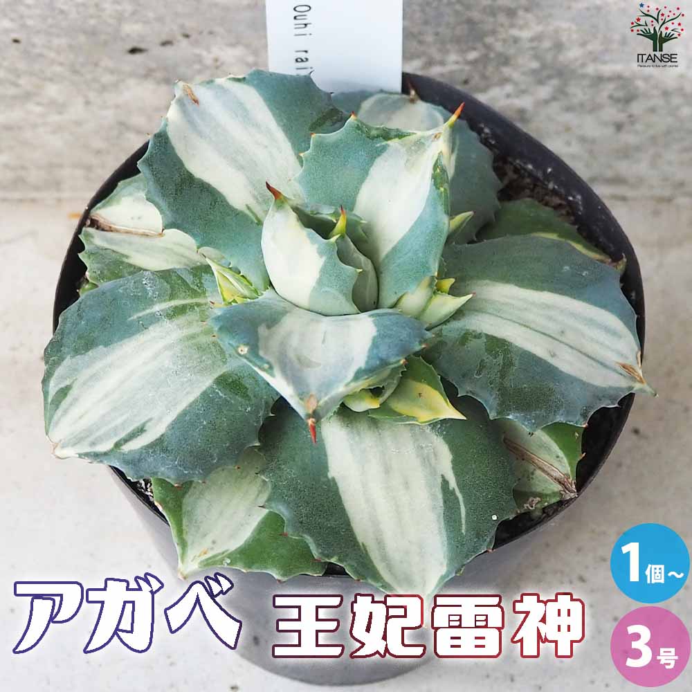 アガベ 王妃雷神【多肉植物 3号】｜ 【植物のITANSE】全品送料
