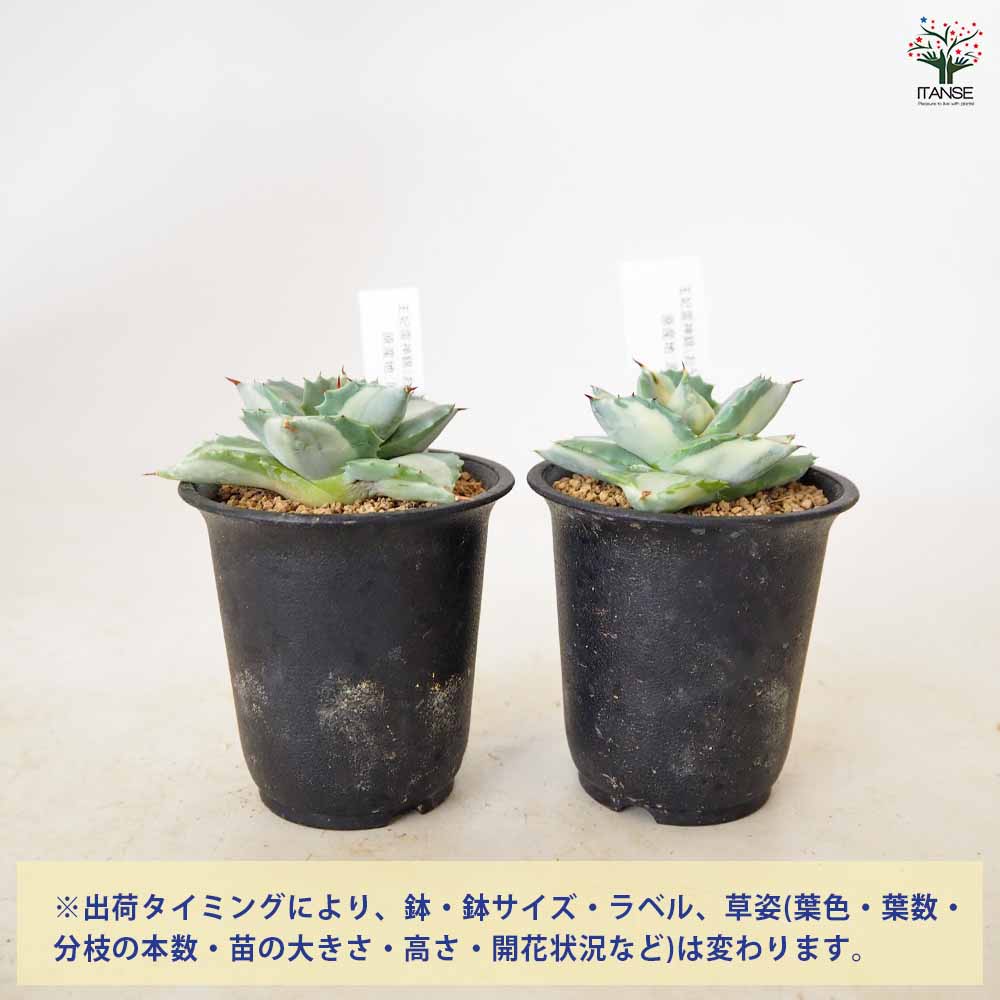 アガベ 王妃雷神【多肉植物 3号】｜ 【植物のITANSE】全品送料