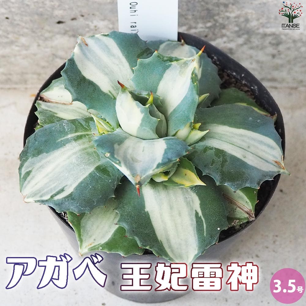 アガベ 王妃雷神【多肉植物 3.5号鉢】