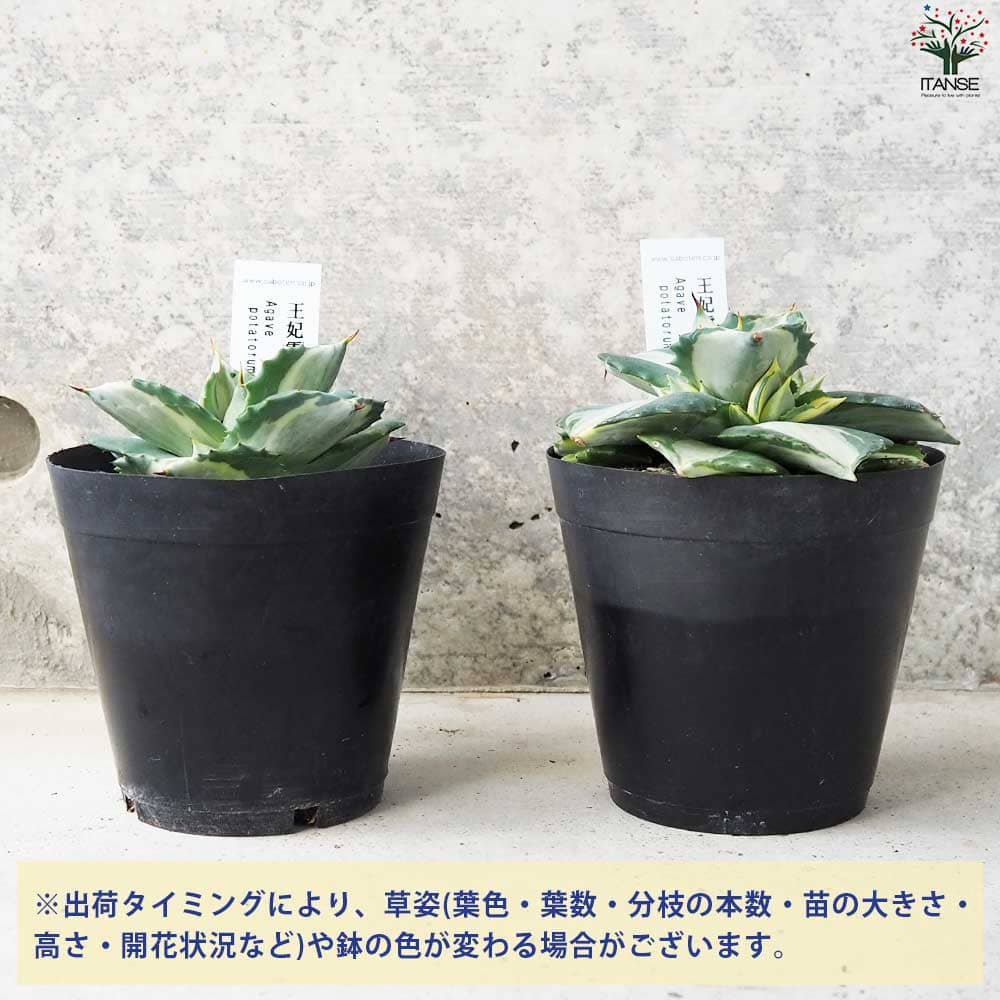 アガベ 王妃雷神【多肉植物 3.5号鉢】｜ 【植物のITANSE】全品