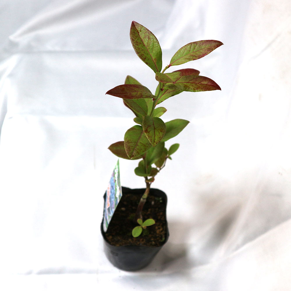 ブルーベリー苗木 「ブルーレイ」ハイブッシュ系【果樹の苗木 9cmポット】