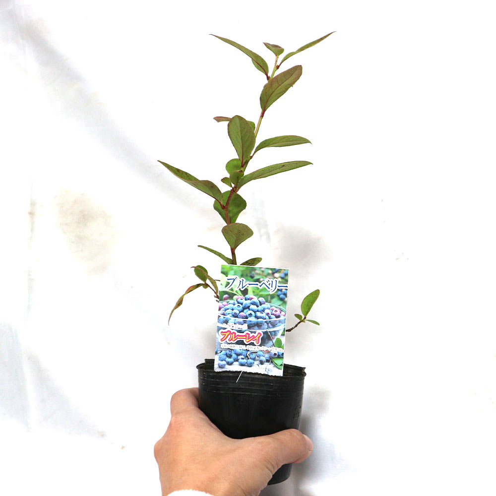 ブルーベリー苗木 「ブルーレイ」ハイブッシュ系【果樹の苗木 9cmポット】
