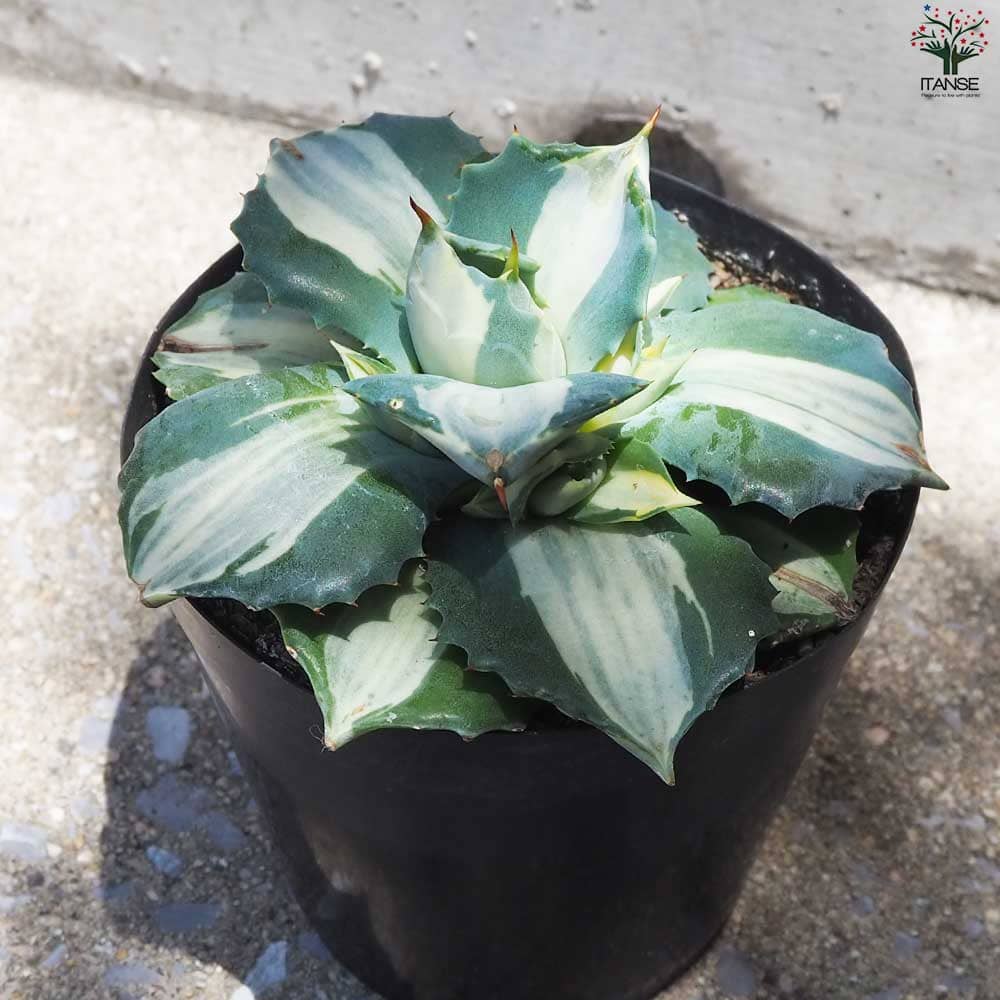 アガベ 王妃雷神【多肉植物 3.5号鉢】｜ 【植物のITANSE】全品