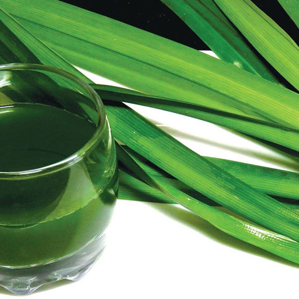 ニオイタコノキ(パンダンリーフ／ニオイアダン) 【ハーブ苗 12cmポット苗 1個売り】