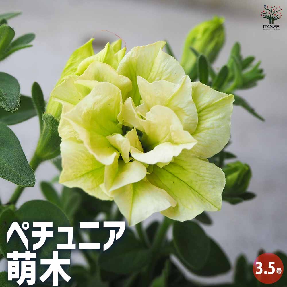 ペチュニア 萌木 【花苗 3.5号ポット】｜ 【植物のITANSE】全品