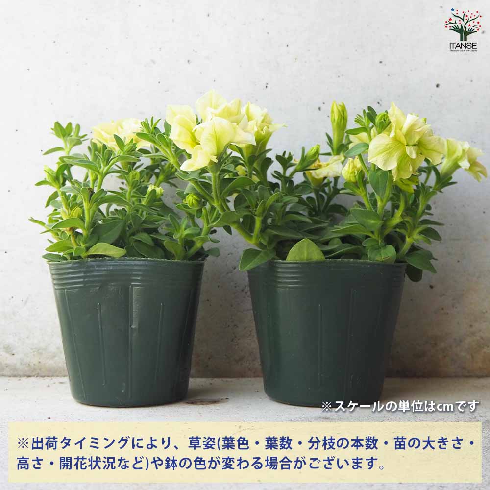 ペチュニア 萌木 【花苗 3.5号ポット】｜ 【植物のITANSE】全品