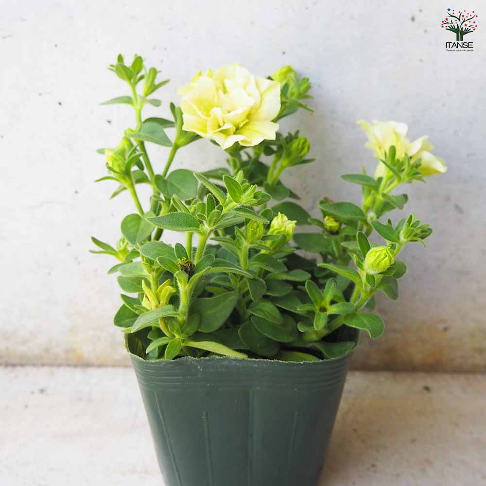 ペチュニア 萌木 【花苗 3.5号ポット】｜ 【植物のITANSE】全品