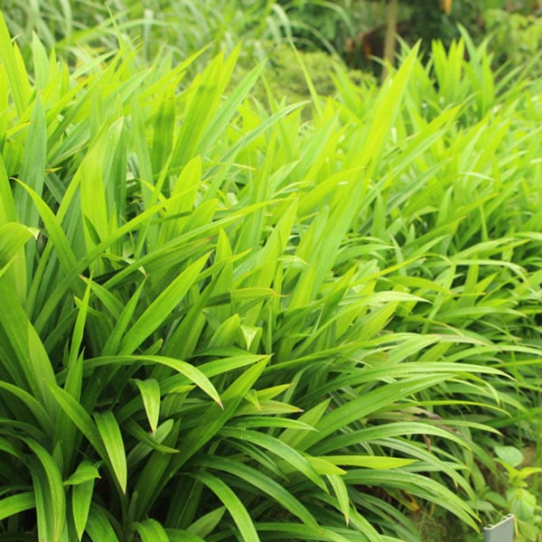 パンダンリーフニオイタコノキ株分ボット苗 ニオイタコノキ(パンダンリーフ／ニオイアダン) 【ハーブ苗 12cmポット