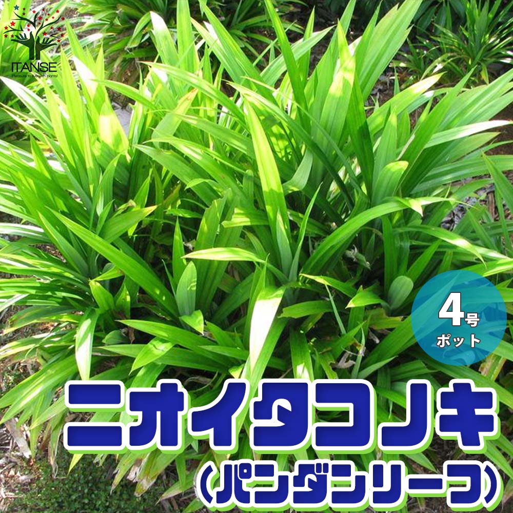 ニオイタコノキ(パンダンリーフ／ニオイアダン) 【ハーブ苗 12cmポット苗 1個売り】